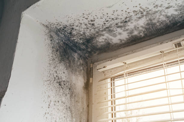 Affordable Mold Remediation solutions in Manville, NJ